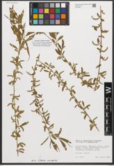 Foto von Salix sepulcralis Simonk.